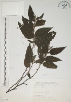 藏品(山黃麻)的圖片