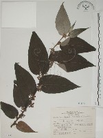 藏品(山黃麻)的圖片