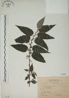 藏品(山黃麻)的圖片