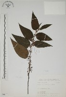 藏品(山黃麻)的圖片