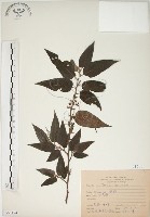 藏品(山黃麻)的圖片