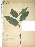 藏品(山黃麻)的圖片