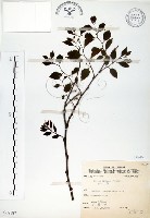 藏品(朴樹)的圖片