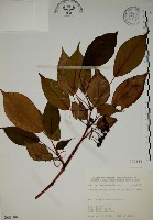 藏品(昆欄樹)的圖片