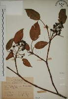 藏品(昆欄樹)的圖片