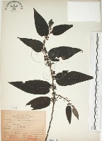 藏品(山黃麻)的圖片