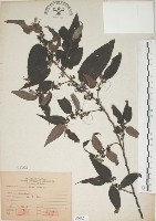 藏品(山黃麻)的圖片