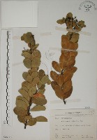 藏品(南嶺蕘花)的圖片