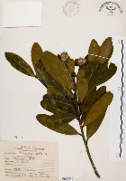 藏品(大頭茶)的圖片