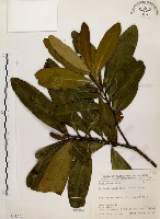 藏品(大頭茶)的圖片