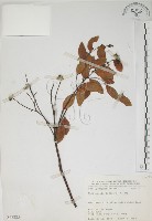 藏品(南嶺蕘花)的圖片
