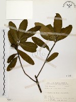 藏品(大頭茶)的圖片