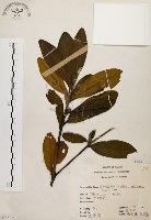 藏品(大頭茶)的圖片