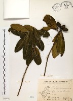 藏品(大頭茶)的圖片