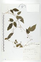 藏品(絞股藍)的圖片