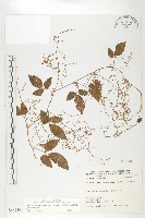 藏品(絞股藍)的圖片