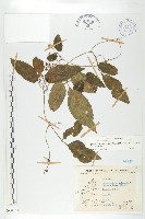 藏品(絞股藍)的圖片