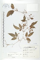 藏品(絞股藍)的圖片