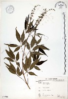 藏品(黃荊)的圖片