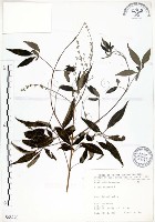 藏品(黃荊)的圖片