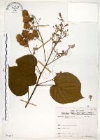 藏品(克蘭樹)的圖片