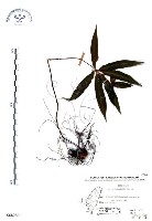 藏品(七葉一枝花)的圖片