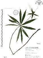 藏品(七葉一枝花)的圖片