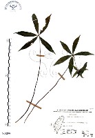 藏品(七葉一枝花)的圖片