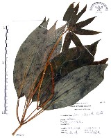 藏品(七葉一枝花)的圖片