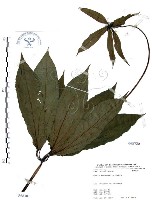 藏品(七葉一枝花)的圖片