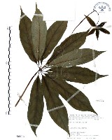 藏品(七葉一枝花)的圖片