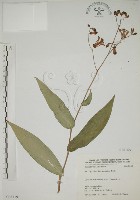 藏品(臺灣油點草)的圖片