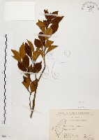 藏品(鼠刺)的圖片