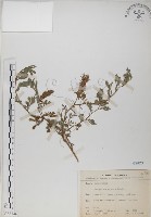 藏品(穗花木藍)的圖片