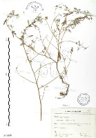 藏品(三葉木藍)的圖片