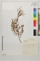 藏品(合歡柳葉菜)的圖片