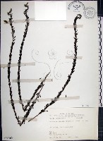 藏品(鐵掃帚、千里光)的圖片