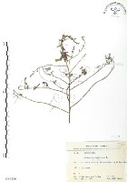 藏品(三葉木藍)的圖片