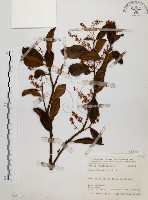 藏品(鼠刺)的圖片