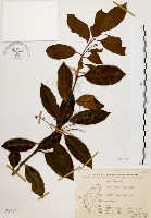 藏品(鼠刺)的圖片