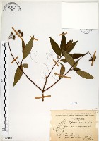 藏品(華八仙)的圖片