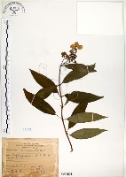 藏品(華八仙)的圖片