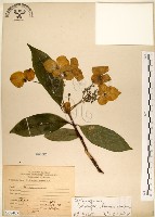 藏品(華八仙)的圖片