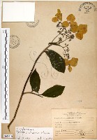 藏品(華八仙)的圖片