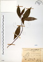 藏品(華八仙)的圖片