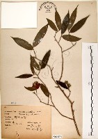 藏品(柳葉山茶)的圖片