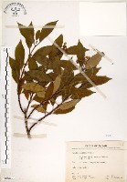 藏品(華八仙)的圖片