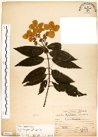 藏品(華八仙)的圖片