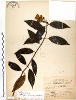 藏品(華八仙)的圖片