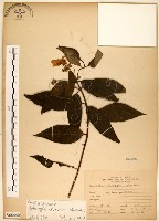 藏品(華八仙)的圖片